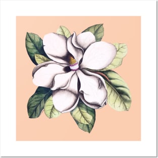 Magnolia Flower Posters and Art